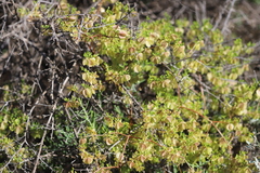 Roepera aurantiaca aurantiaca