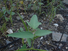 Desmodium procumbens