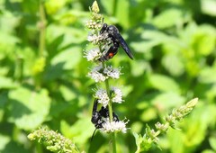 Scolia fasciatopunctata