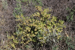 Roepera aurantiaca aurantiaca