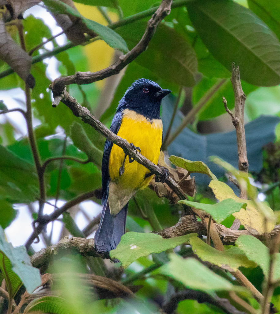 Streak-crowned Mountain Tanager photo