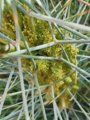 Aciphylla squarrosa squarrosa