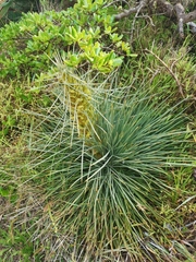 Aciphylla squarrosa squarrosa