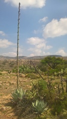 Agave parryi