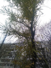 Ulmus pumila
