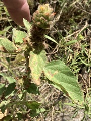 Malvastrum americanum