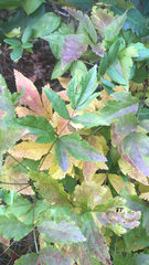 Xanthorhiza simplicissima