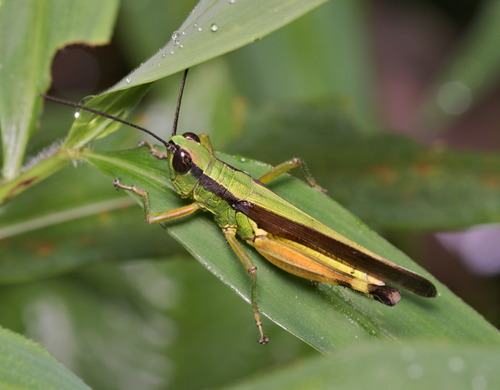 Ceracris nigricornis · BioDiversity4All