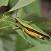 Ceracris nigricornis - Photo (c) portioid, alguns direitos reservados (CC BY-SA), uploaded by portioid