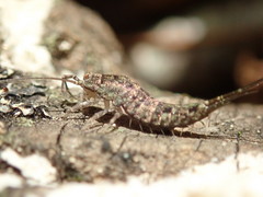 Pedetontus saltator