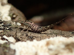 Pedetontus saltator