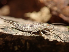 Pedetontus saltator