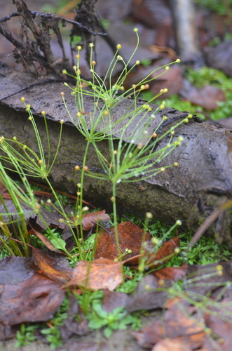 Androsace filiformis iNat (3)