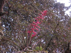 Tillandsia gymnobotrya