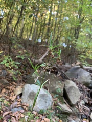 Scirpus atrovirens