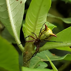 Micrathena guerini