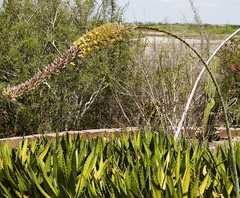 Agave ghiesbreghtii