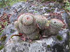 Mammillaria haageana conspicua