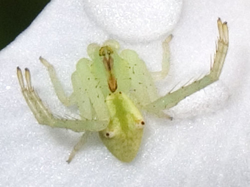 Redtipped Crab Spider (Marine invertebrates of Randwick costal area