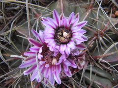 Ferocactus macrodiscus macrodiscus