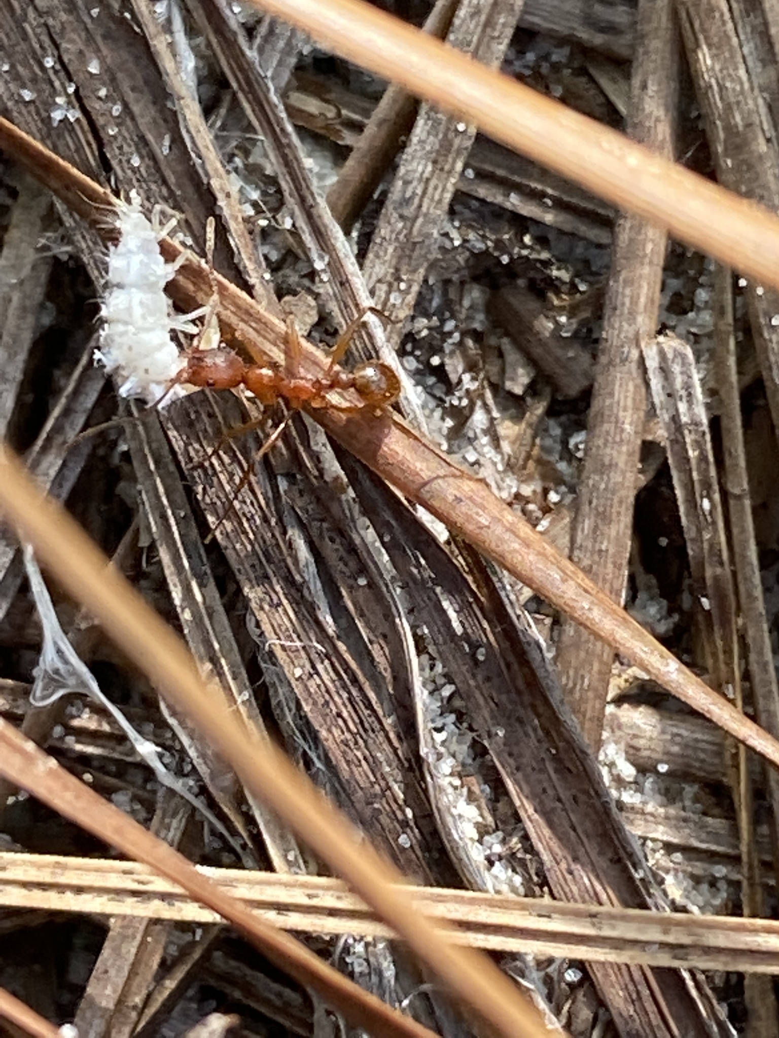 Aphaenogaster treatae