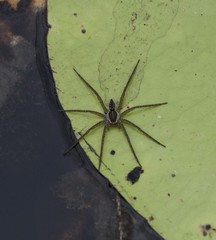 Dolomedes facetus