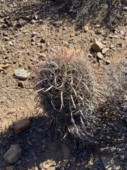 Ferocactus gracilis gracilis