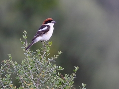 Lanius senator badius