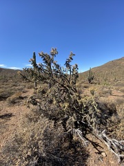 Cylindropuntia molesta molesta