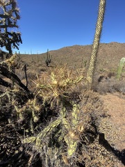 Cylindropuntia molesta molesta