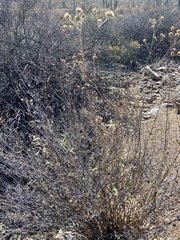 Bahiopsis triangularis