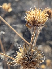 Bahiopsis triangularis