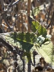 Bahiopsis triangularis
