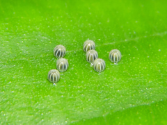 Colobura dirce dirce