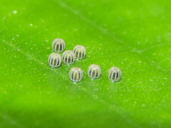 Colobura dirce dirce