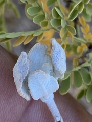 Salvia chionopeplica