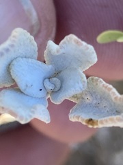 Salvia chionopeplica