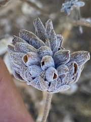 Salvia chionopeplica