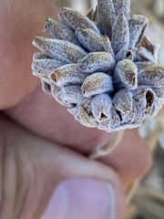 Salvia chionopeplica