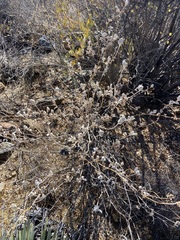 Salvia chionopeplica