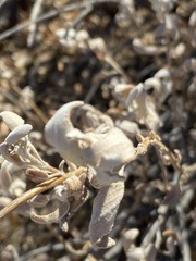 Salvia chionopeplica