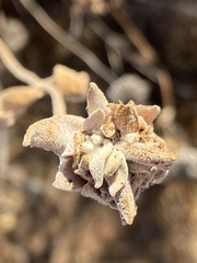 Salvia chionopeplica