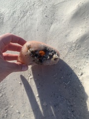 Aplidium stellatum