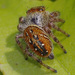 Phidippus whitmanii - Photo (c) Judy Gallagher, some rights reserved (CC BY)