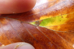Stigmella tityrella