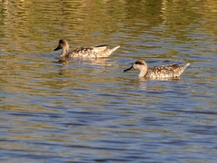 Marmaronetta angustirostris