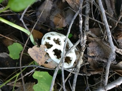 Clathrus chrysomycelinus