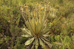 Espeletia murilloi