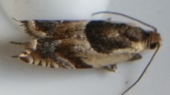 Ancylis semiovana