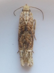 Eucosma ochrocephala